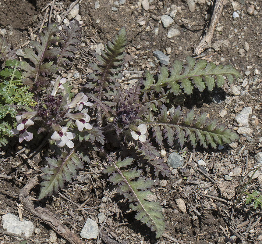 Изображение особи Pedicularis semenowii.