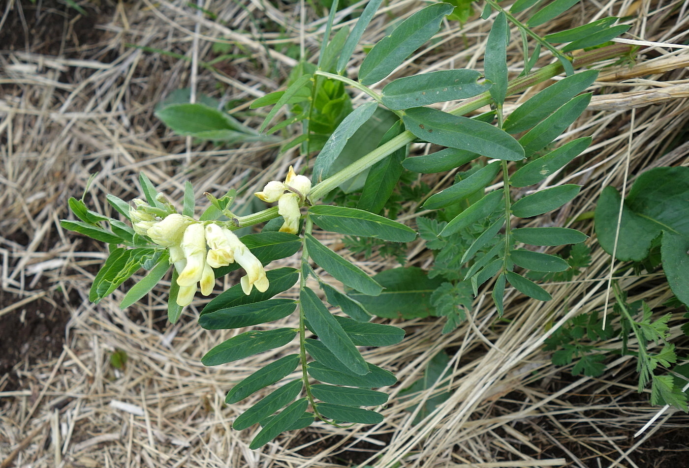 Изображение особи Vicia balansae.