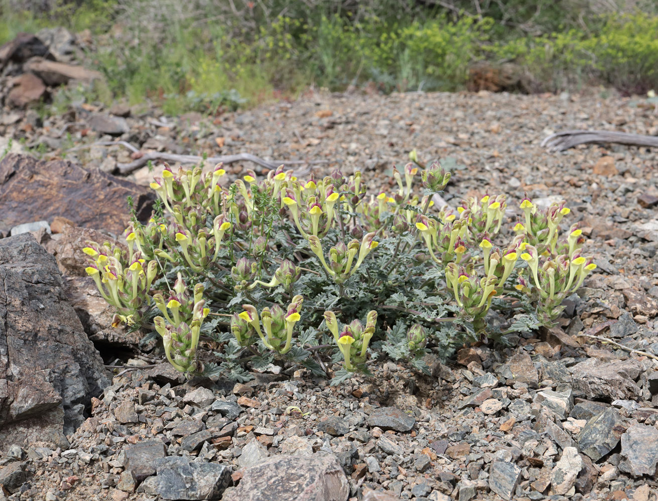 Изображение особи Scutellaria sieversii.