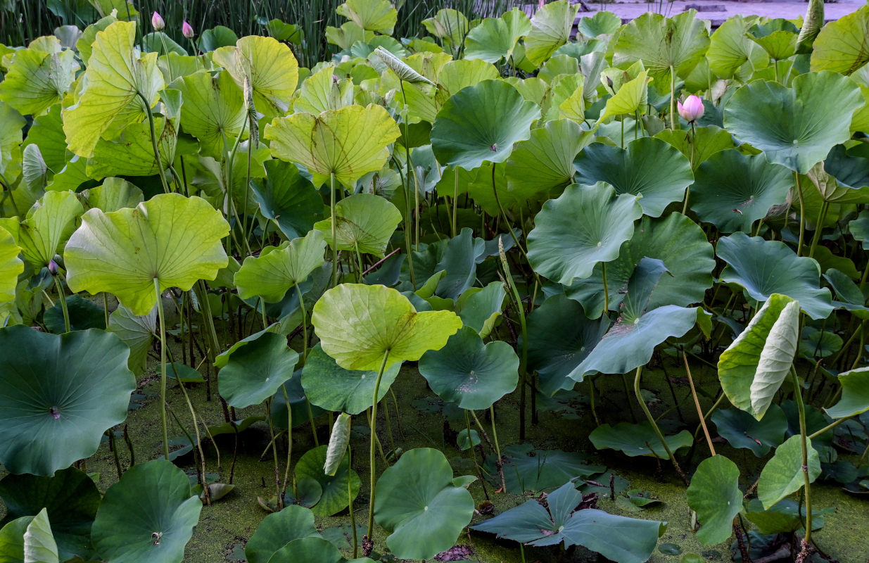 Изображение особи Nelumbo nucifera.