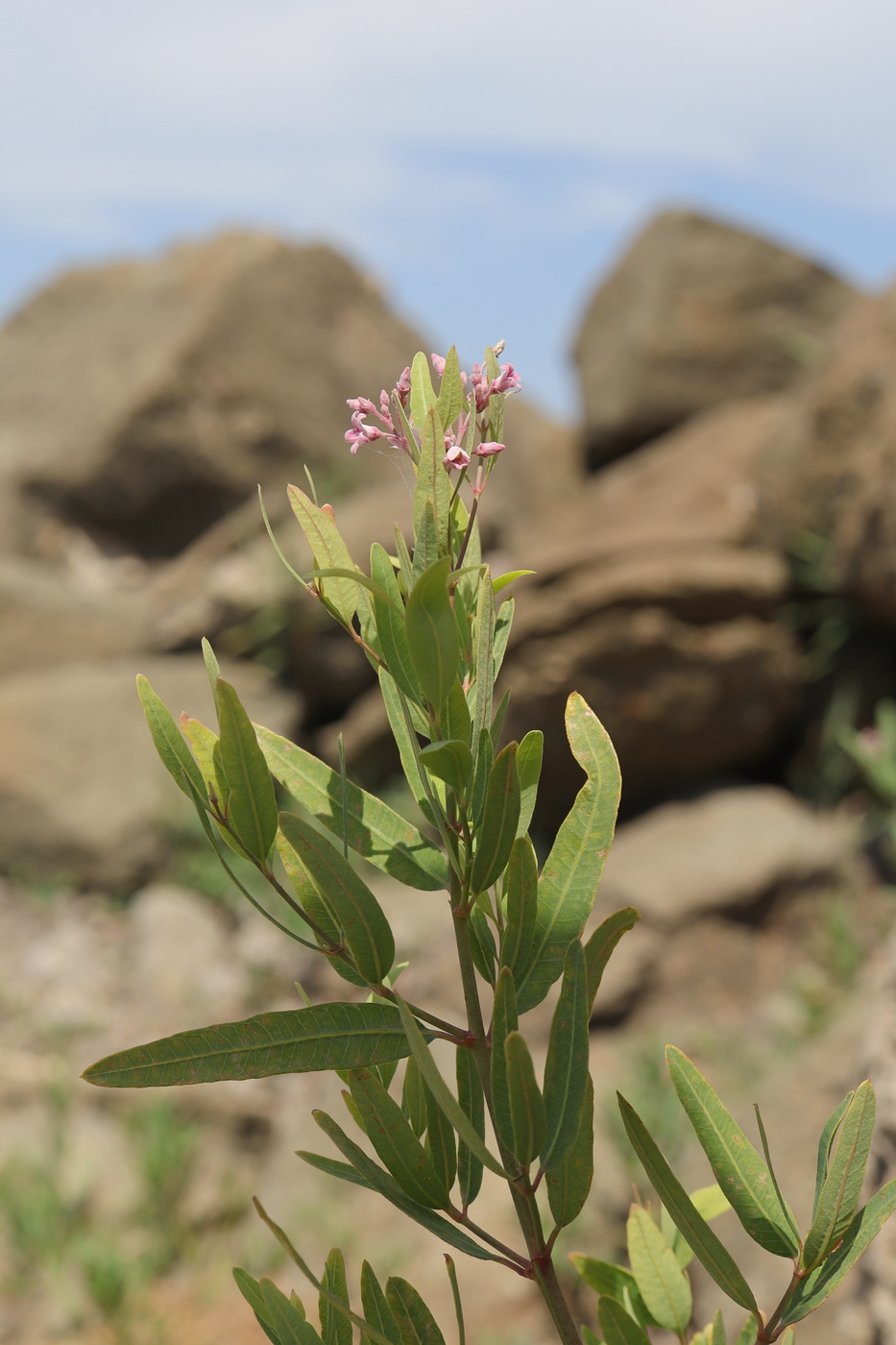 Image of Trachomitum sarmatiense specimen.