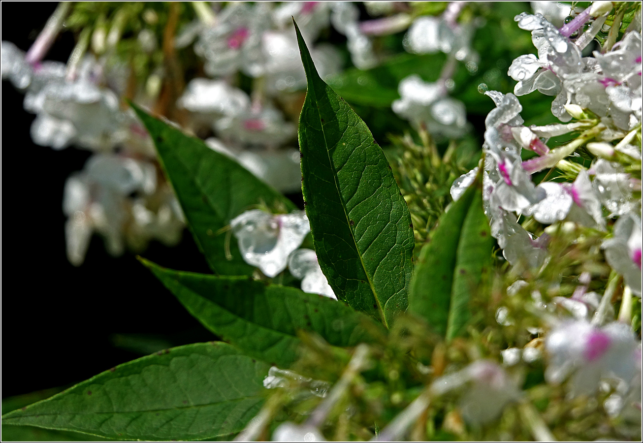 Image of Phlox paniculata specimen.