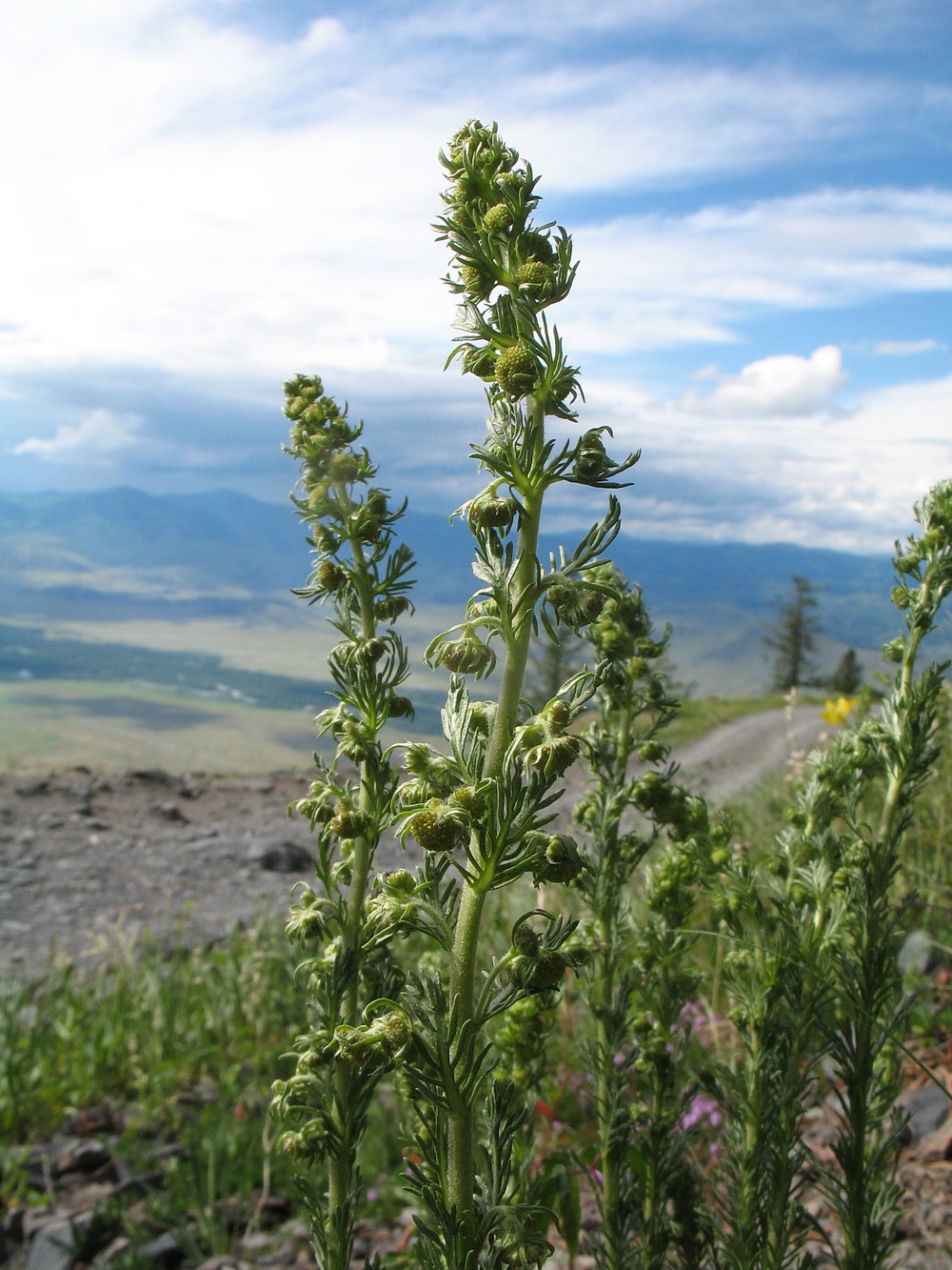 Изображение особи Artemisia rupestris.