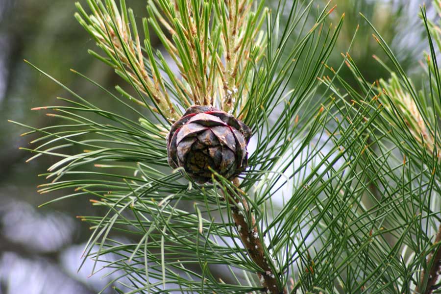 Изображение особи Pinus sibirica.