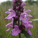 Stachys aspera. Цветки и бутоны. Хабаровский край, окр. г. Комсомольск-на-Амуре, дол. руч. Тёплый ключ, лужайка меж двух грунтовых дорог. 03.08.2024.