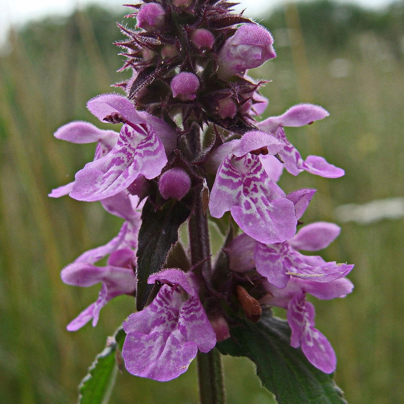 Image of Stachys aspera specimen.