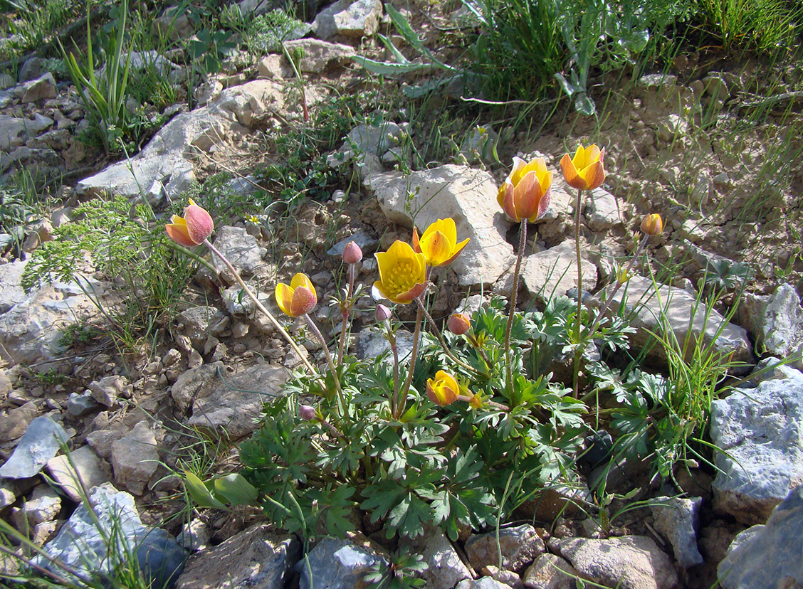 Image of Anemone gortschakowii specimen.