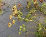 familia Apiaceae. Соплодие. Калужская обл., Ульяновский р-н, окр. дер. Ягодное, край луга. 29 августа 2024 г.