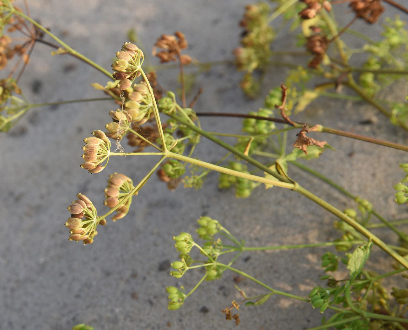 Image of familia Apiaceae specimen.