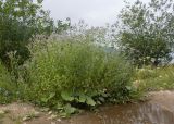 Mentha longifolia. Цветущие растения в сообществе с Tussilago farfara (широкие листья на переднем плане). Кабардино-Балкария, Черекский р-н, окр. с/п Верхняя Балкария, долина р. Хашхасу, ≈ 1300 м н.у.м., у места впадения в р. Черек-Балкарский. 31.07.2024.