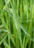 Hordeum brachyantherum. Основание листа. Камчатский край, г. Петропавловск-Камчатский, сорное на газоне. 02.08.2024.