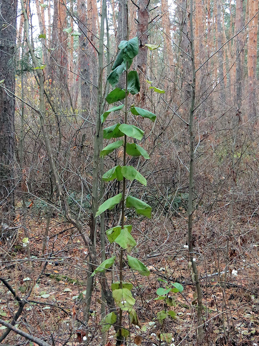 Изображение особи Syringa vulgaris.