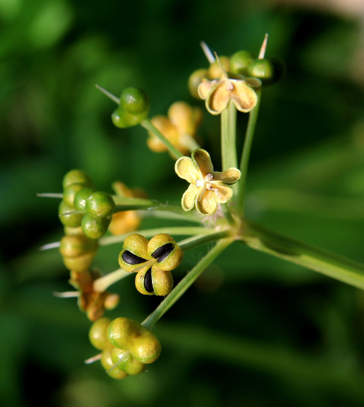 Изображение особи Allium ursinum.