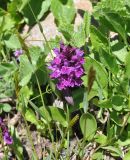 Dactylorhiza euxina. Соцветие. Кабардино-Балкария, Эльбрусский р-н, гора Чегет, юго-восточный склон, выс. ок. 2450 м н.у.м., луг. 9 июня 2018 г.