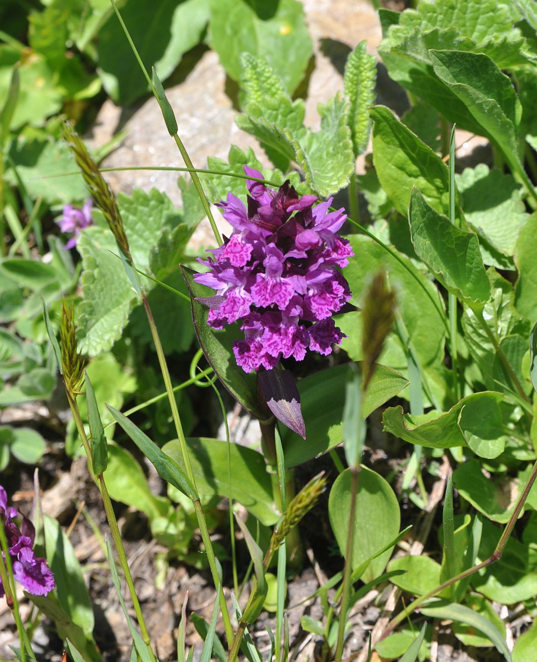 Image of Dactylorhiza euxina specimen.