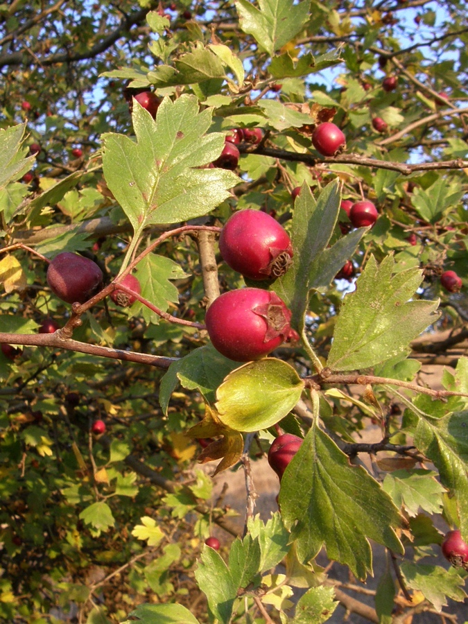 Изображение особи Crataegus taurica.