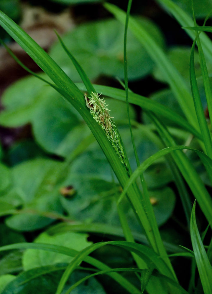 Image of Carex pilosa specimen.