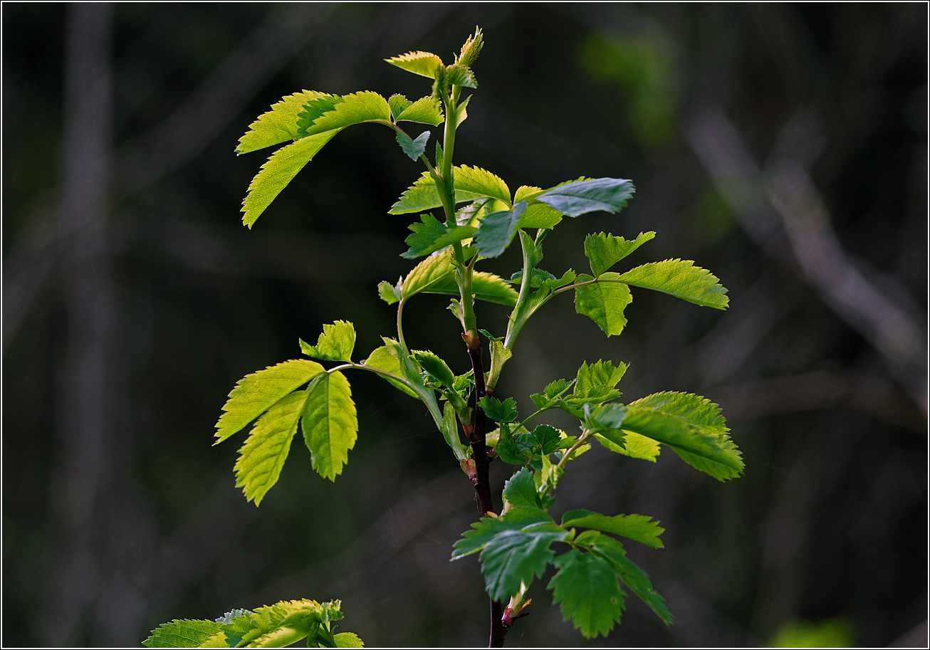 Image of genus Rosa specimen.