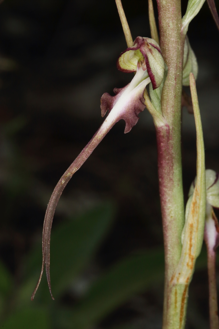 Image of Himantoglossum caprinum specimen.