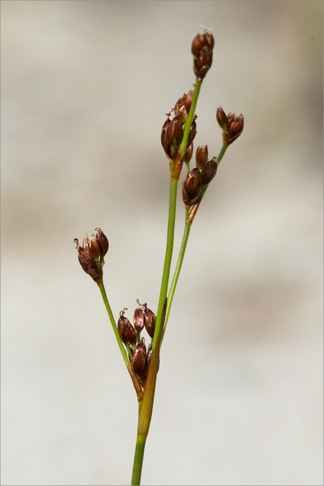 Image of Juncus alpino-articulatus specimen.