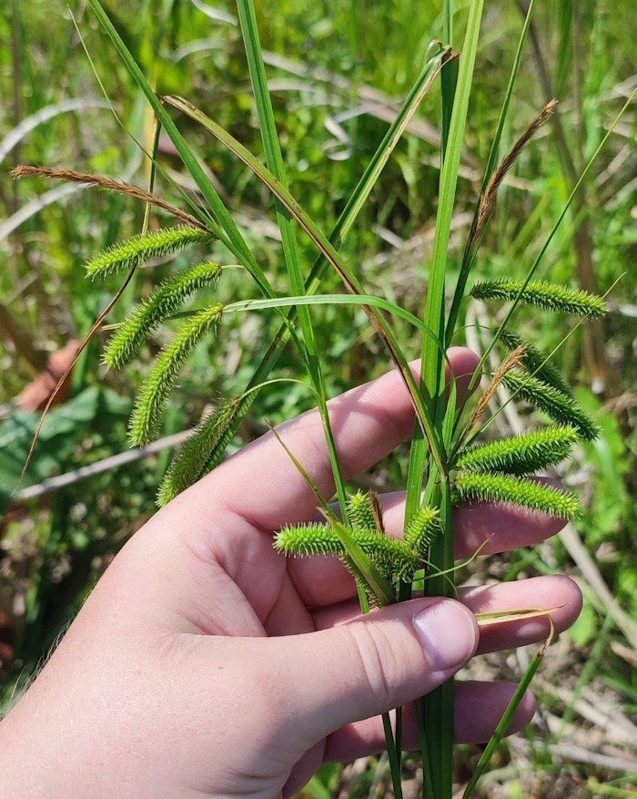 Image of Carex pseudocyperus specimen.