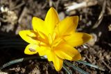 Crocus angustifolius