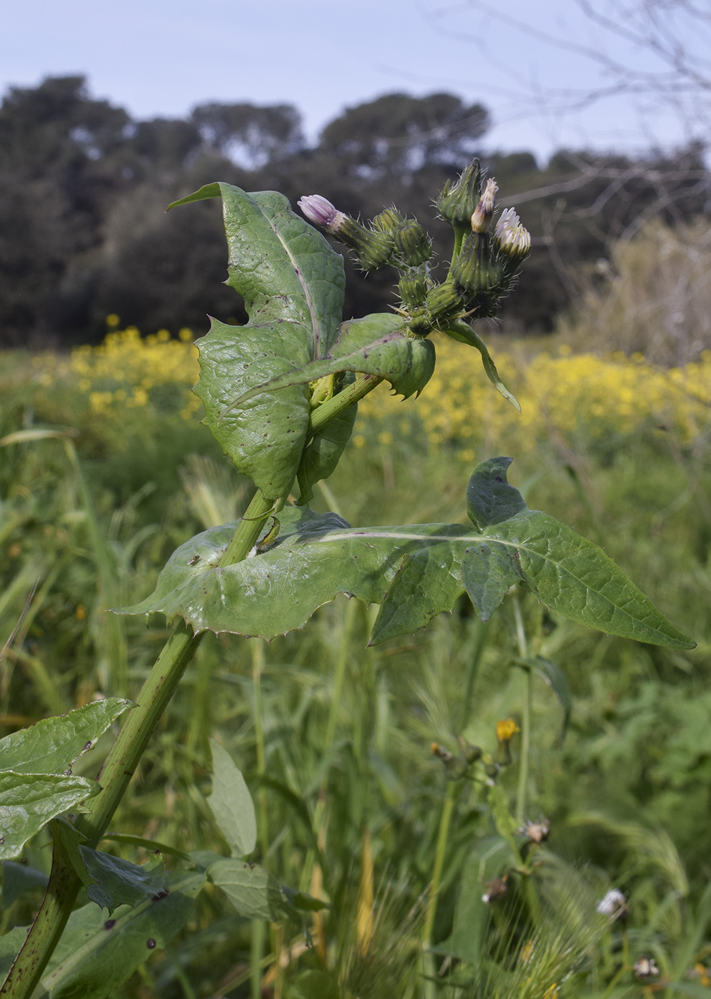 Image of Sonchus oleraceus specimen.