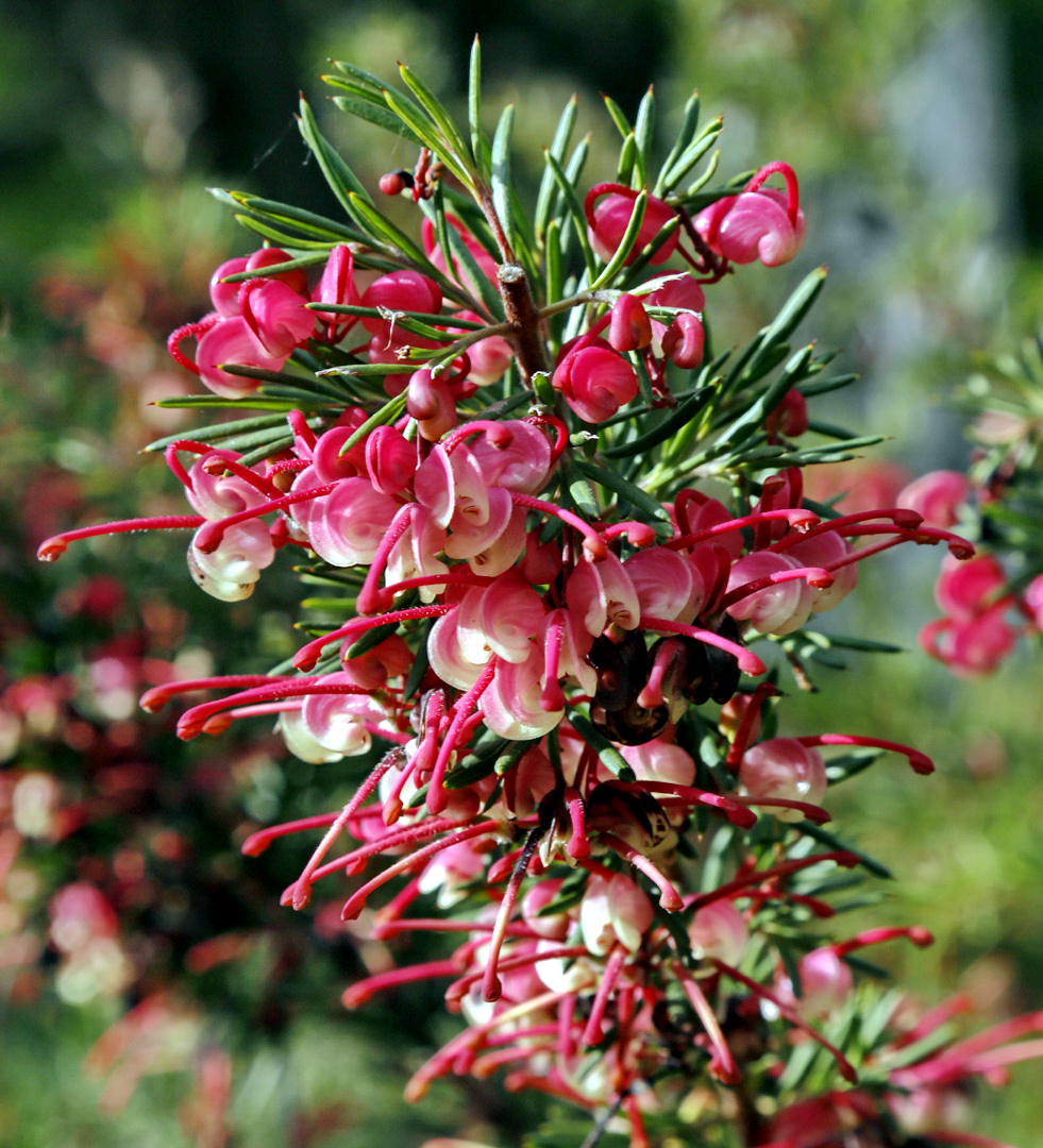 Image of genus Grevillea specimen.