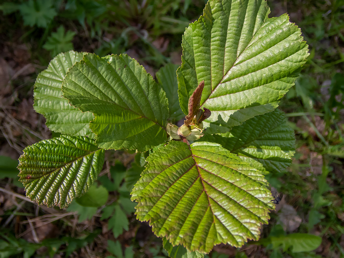 Изображение особи Alnus glutinosa.