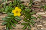 Смотреть изображение Potentilla anserina
