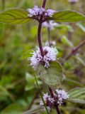 Смотреть изображение Mentha × gracilis