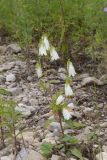 View full-size image Campanula punctata