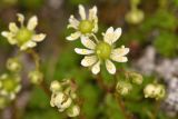 View full-size image Saxifraga cherlerioides