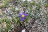 View full-size image Pulsatilla violacea