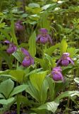 Cypripedium macranthos. Цветущее растение. Южное Приморье, Сихотэ-Алинь, дол. р. Киевки, окр. с. Лазо. 06.06.2001.