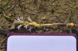 View full-size image Phelipanche purpurea