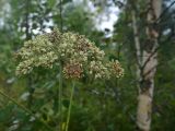 View full-size image Angelica sylvestris