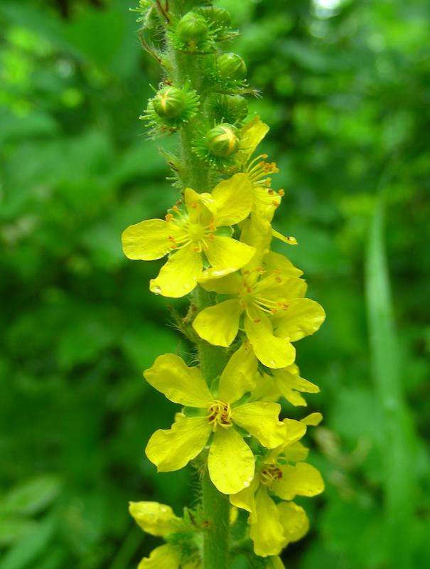 Image of Agrimonia asiatica specimen.