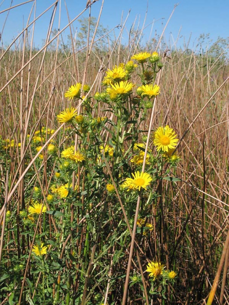 Изображение особи Inula britannica.