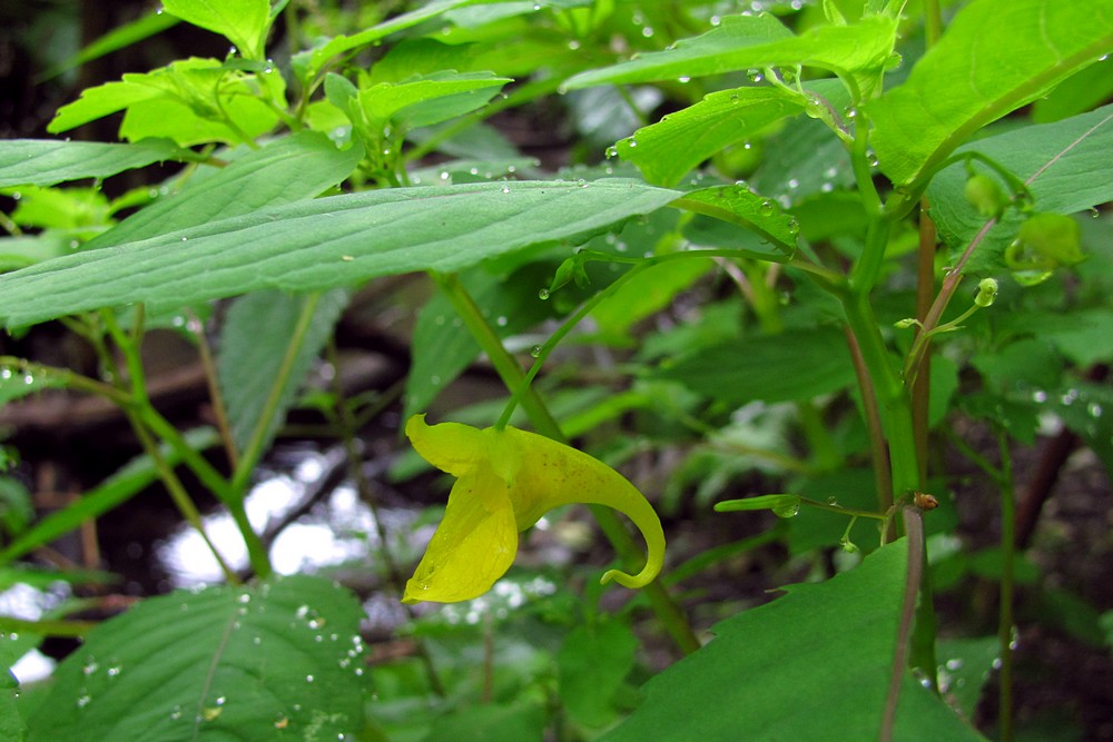 Image of Impatiens noli-tangere specimen.