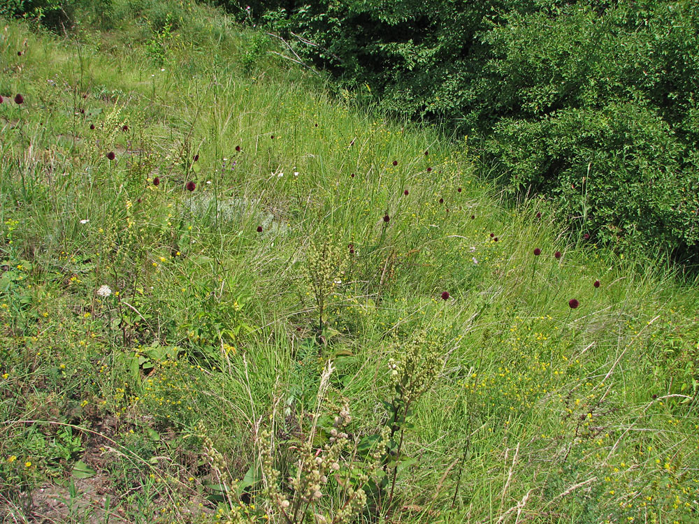 Image of Allium sphaerocephalon specimen.