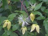 Clematis serratifolia