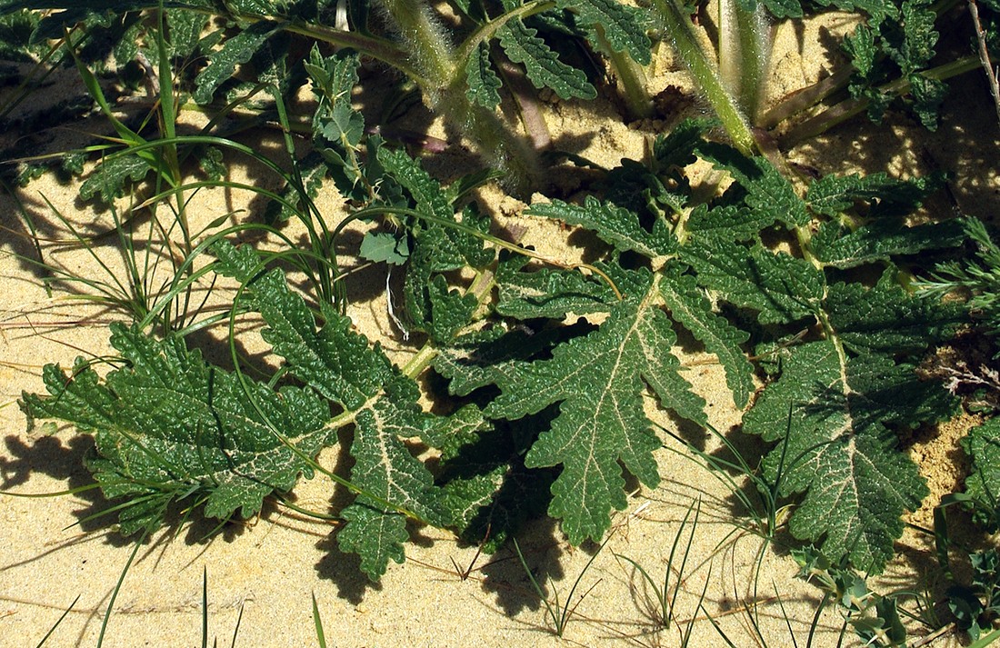 Image of Phlomoides labiosa specimen.