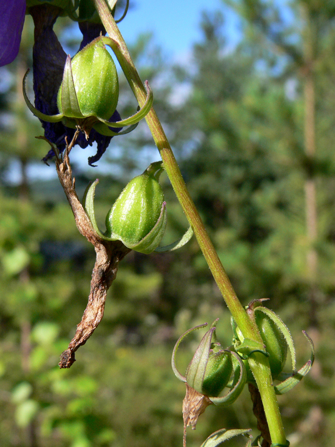 Image of Campanula rapunculoides specimen.