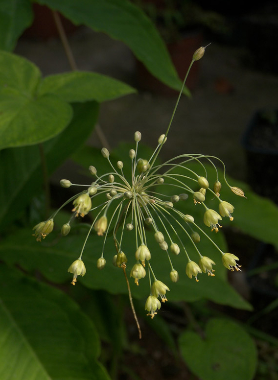 Image of Allium flavum specimen.