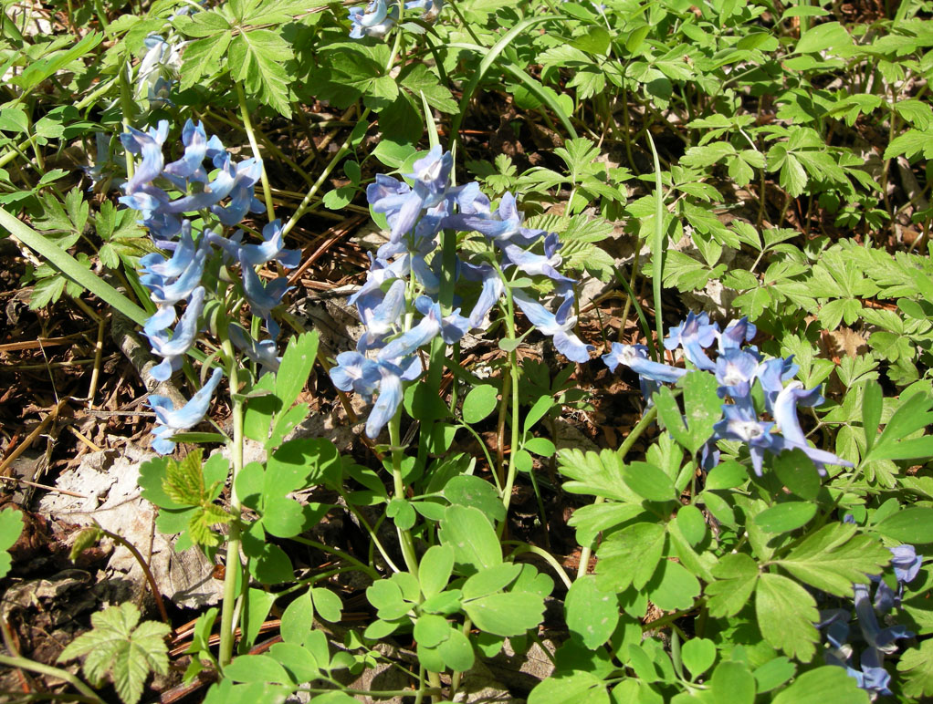 Image of Corydalis ambigua specimen.