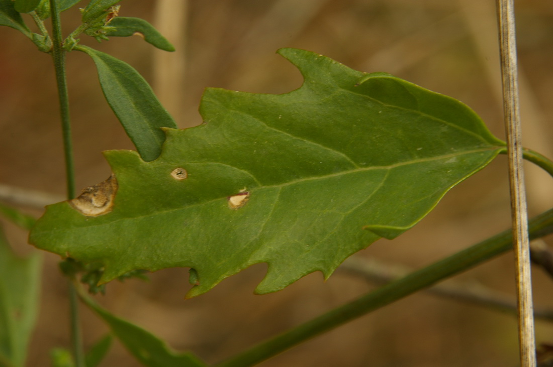 Image of Atriplex patula specimen.