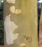 Platanus × acerifolia. Часть ствола молодого дерева. Германия, г. Кемпен, в культуре. 23.03.2012.