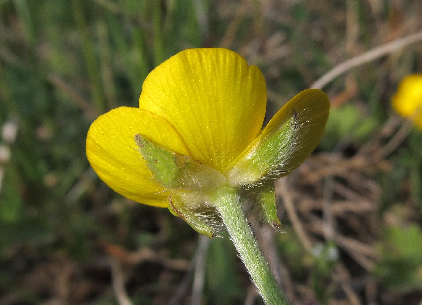 Изображение особи род Ranunculus.