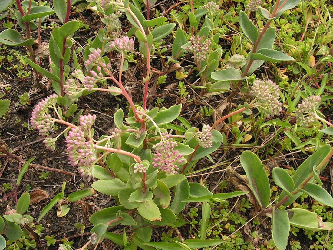 Изображение особи Hylotelephium triphyllum.